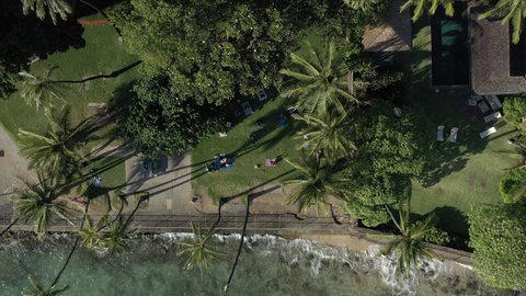 Hawaiian Coastline with Palm Trees 