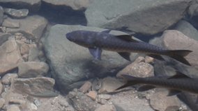 Footage of Soro Brook Carp Or Science Name Neolissochilus Stracheyi swimming in waterfall.  Soro Brook Carp from Namtok Phlio National Park ,Thailand. Water is clear and reflection of light.