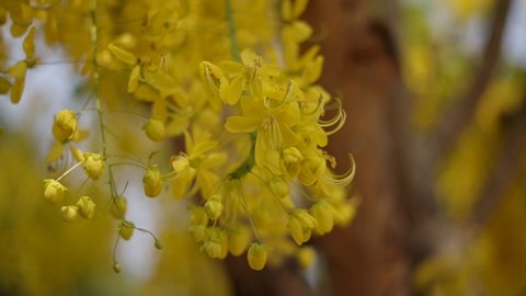 Slow motion video Beautiful Golden shower tree with Sunny day