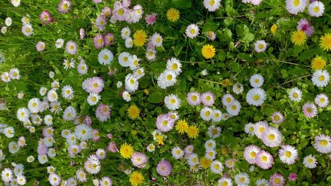 Multi-colored spring flowers (daisies) growing in the grass are moving in the wind. Floral background. Top view. Vertical video 