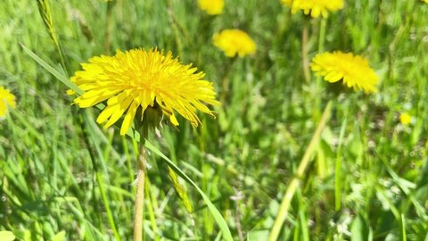 Yellow dandelion flowers on green field with green grass. 4K video clip