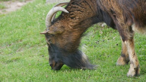 A large black bearded goat grazes in a meadow and eats grass against the background of stones close up view