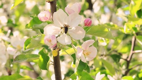 A wasp pollinates a flowering apple tree. White flowers and insects