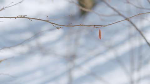 European alder catkins background in spring wind. Alnus glutinosa.