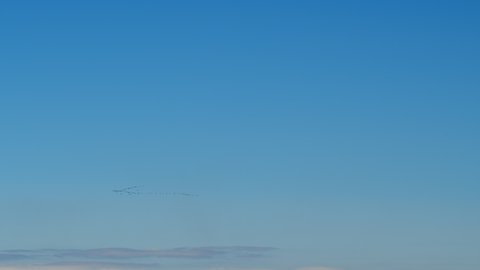 Birds geese migration flying in v formation, blue sky background. Wild geese are flying.