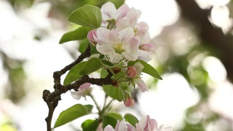 White apple blossom. Branches with beautiful and light-colored Apple tree blossoms in a springtime garden. Macro natural background. Spring blossom background.