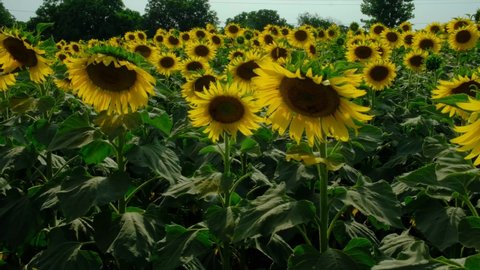 Sunflower field, beautiful footage of sunflowers field, Ready sunflower crop, close footage of sun flower field, sunflower field in summer