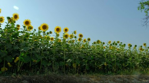 Sunflower field, beautiful footage of sunflowers field, Ready sunflower crop, close footage of sun flower field, sunflower field in summer