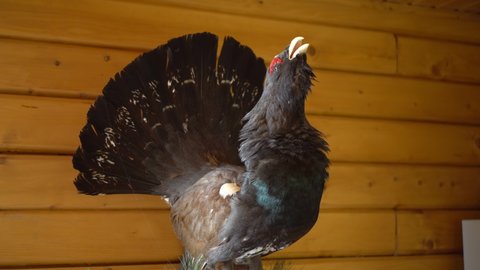 Stuffed black grouse on the wall. Scenery wood grouse in a hunting house. The camera is moving.