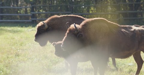 family of bison in the field