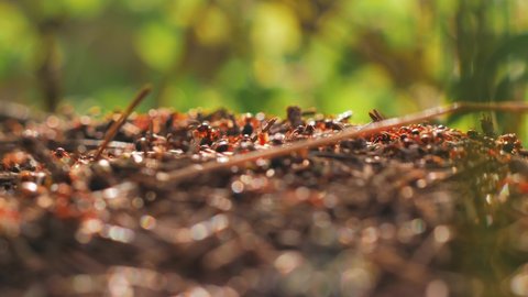 Red ants are building a house for themselves. Ants work in an anthill