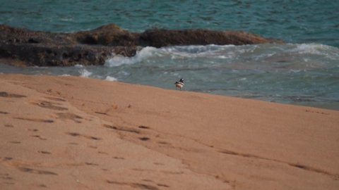 Slow motion of a small bird flying in front of the ocean at Kakolem beach in Goa, India. Small black bird with white patches flies at beach. Bird in front of sea water at the beach