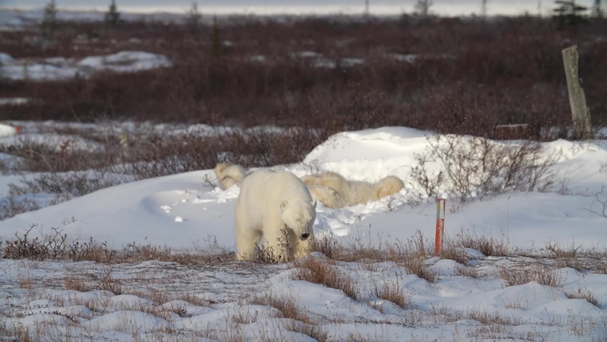 Polar bears cubs playing in snow after waking up from a nap
