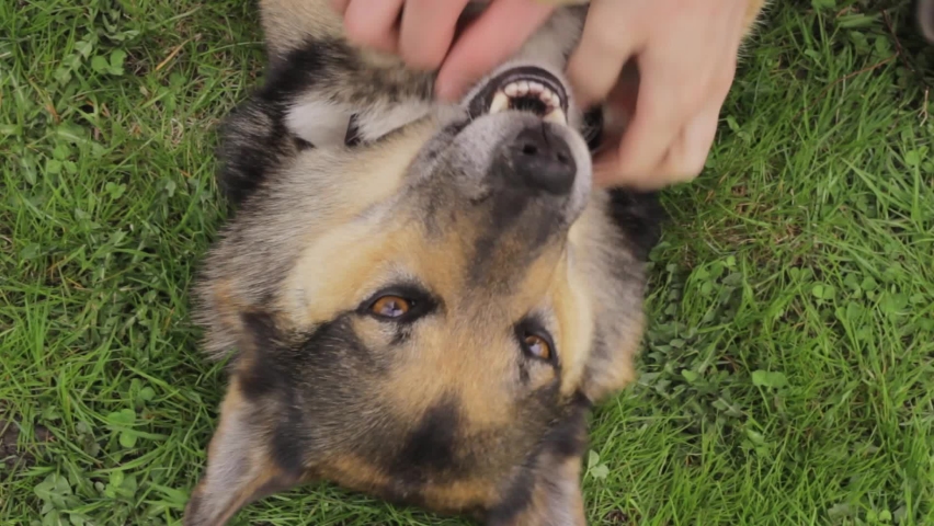 Lovey dovey pets to cute attention loving homely dog 