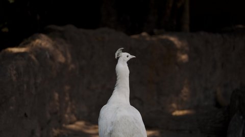 Portrait Of A White Peacock On Its Natural Habitat. Selective Focus Shot