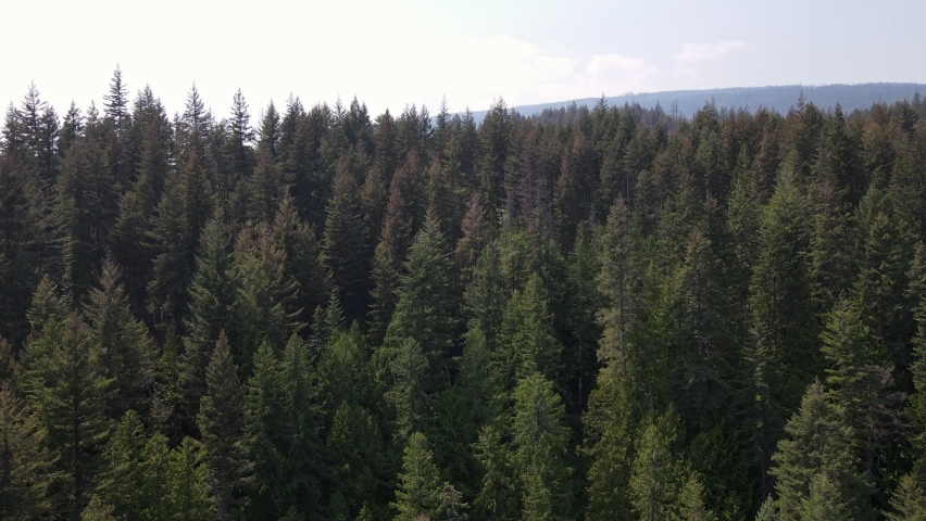 Stunning, expansive forest stretching through the Herald Provincial Park in British Columbia, Canada. Rising aerial shot 