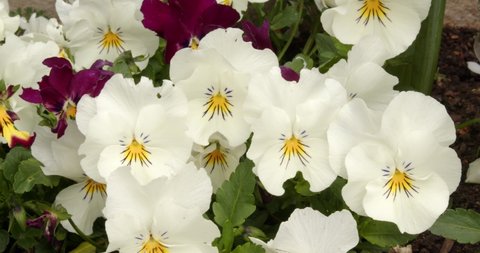 white pansy flowers in garden border