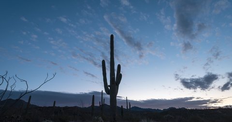 Sunrise Timelapse of giant saguaro cactus in Sonoran Arizona Desert