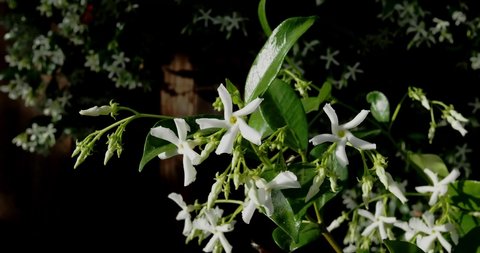Close up of jasmine flowers on plant