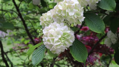 A bouquet of Japanese snowball flowers in full bloom in springtime.