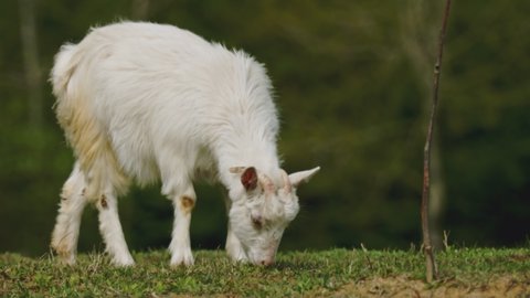 domestic white goat grazes on the lawn