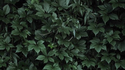 Green bush of virginia creeper. Beautiful leaves of virginia creeper. Great wall of green plant. Textural wall of big leaves.