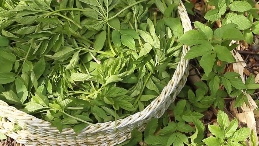Aegopodium podagraria, also ground elder or gerard