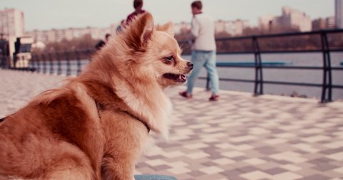 Pomeranian spitz dog looking on walking people in city park while sit on bench.