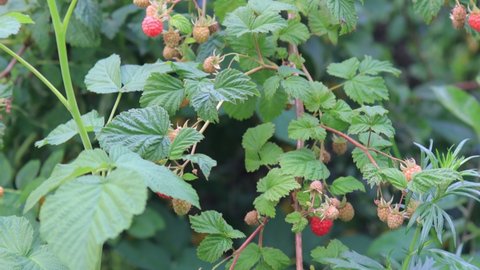Raspberry branch with red and green berries	