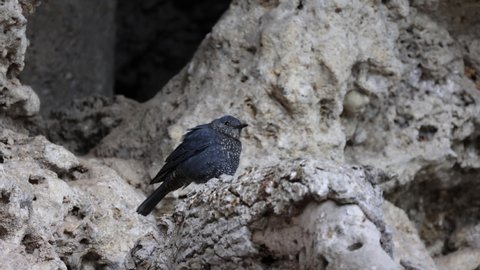 Wildlife bird species of Blue Rock thrush standing on the rocks scanning for food with natural background in tropical rainforest.
