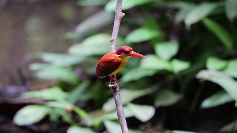 Wildlife bird species of Rufous-backed Dwarf-Kingfisher perched and grooming on a tree branch with natural background in tropical rainforest.