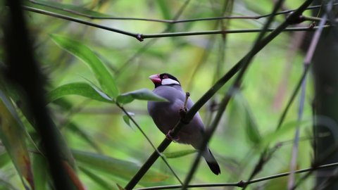 Wildlife bird species of Java Sparrow perched on a bamboo tree branch with natural background in tropical rainforest.