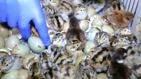 Pheasant chicks in farm hatchery. Baby pheasant in incubator, close up chicks hatched from an eggs, after breeding they are released into the wild. Workers move them into boxes