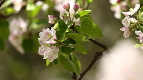 Pink flowers of blooming Apple tree in spring on a Sunny day close-up macro in nature outdoors. High quality 4k footage. Spring blossom background.