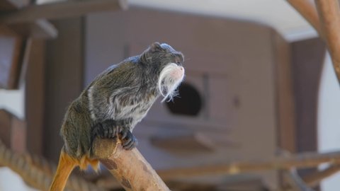 4K Video. Emperor Tamarin Monkeys at Zoo, moving fast and jumping