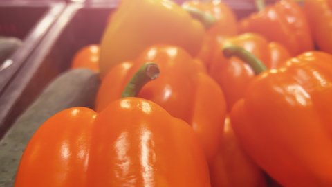 Orange bell peppers lie on the shelves of a supermarket or vegetable store. Close-up shot
