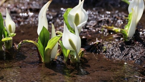 The skunk cabbage flowers that bloom in the swamp