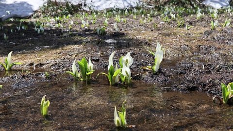 The skunk cabbage flowers that bloom in the swamp