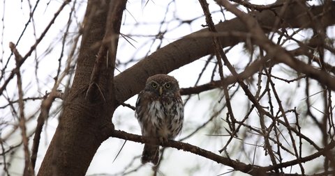 A Pearl-spotted Owlet rests in a tree