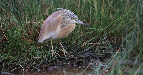 A squacco heron rests in the marshes of Amboseli