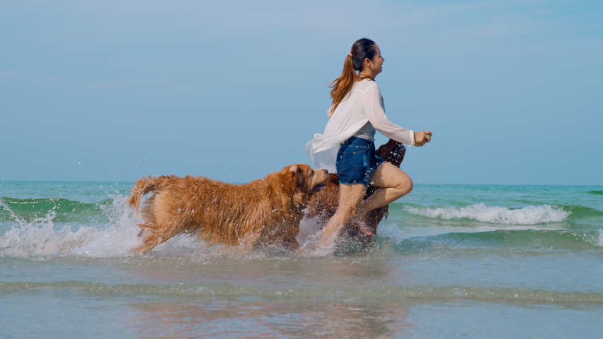 Slow motion shot of young female owner holding the balls running in the water with playful golden retriever dogs enjoying vacation to play with adorable pets, Happy owners happy pets concept Royalty-Free Stock Footage #1090139489
