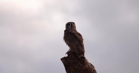 A Verreaux's Eagle-Owl rests in a tree