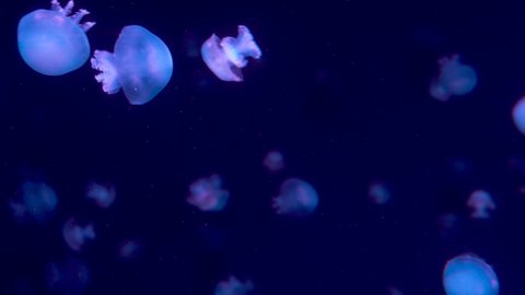 long take of lots of jellyfish (Catostylus mosaicus) swimming in blue water
