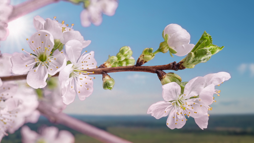 White flowers of a cherry blossom on a cherry tree close up. Time lapse video of the blossoming of white petals of a cherry flower. Macro. Nature. Creative timelapse.