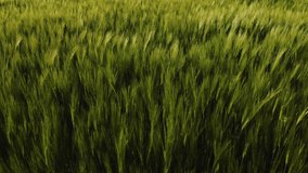 4k video. Aerial view of an agriculture landscape over a young green wheat field. Farming industry.