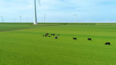Milky cows grazing on the green pasture in the Netherlands. Milk production for dutch cheese. Idyllic landscape with wind farms, tulip fields. Holland cheese production.