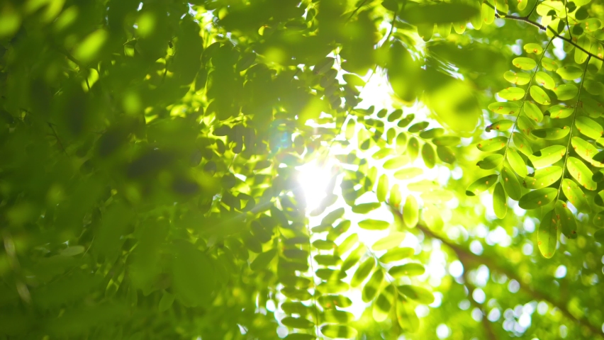 Green fresh tamarind leaves moving agains blue sky with sunlight beams. Natural ecology high quality 4K concept footage. Thailand. Royalty-Free Stock Footage #1090142575