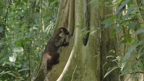 tracking shot of a white-nosed coati foraging for food at the base of a large tree at corcavado national park of costa rica