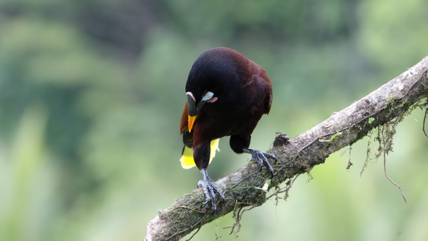 a montezuma oropendola perched on a branch on a rainy afternoon at boca tapada in costa rica Royalty-Free Stock Footage #1090143187
