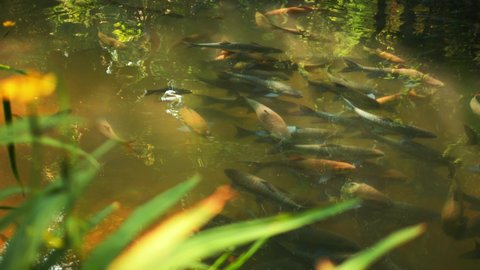 Many blue koi carps fish swimming in forest pond, high quality 4K slow-motion cinematic calm natural footage. Thailand.